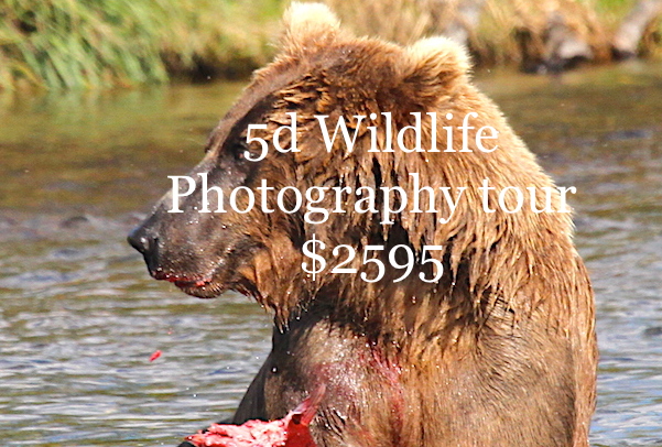 brown bear photography