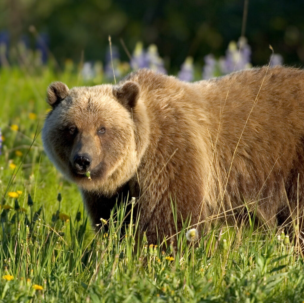 Brown Bear Viewing Izembek