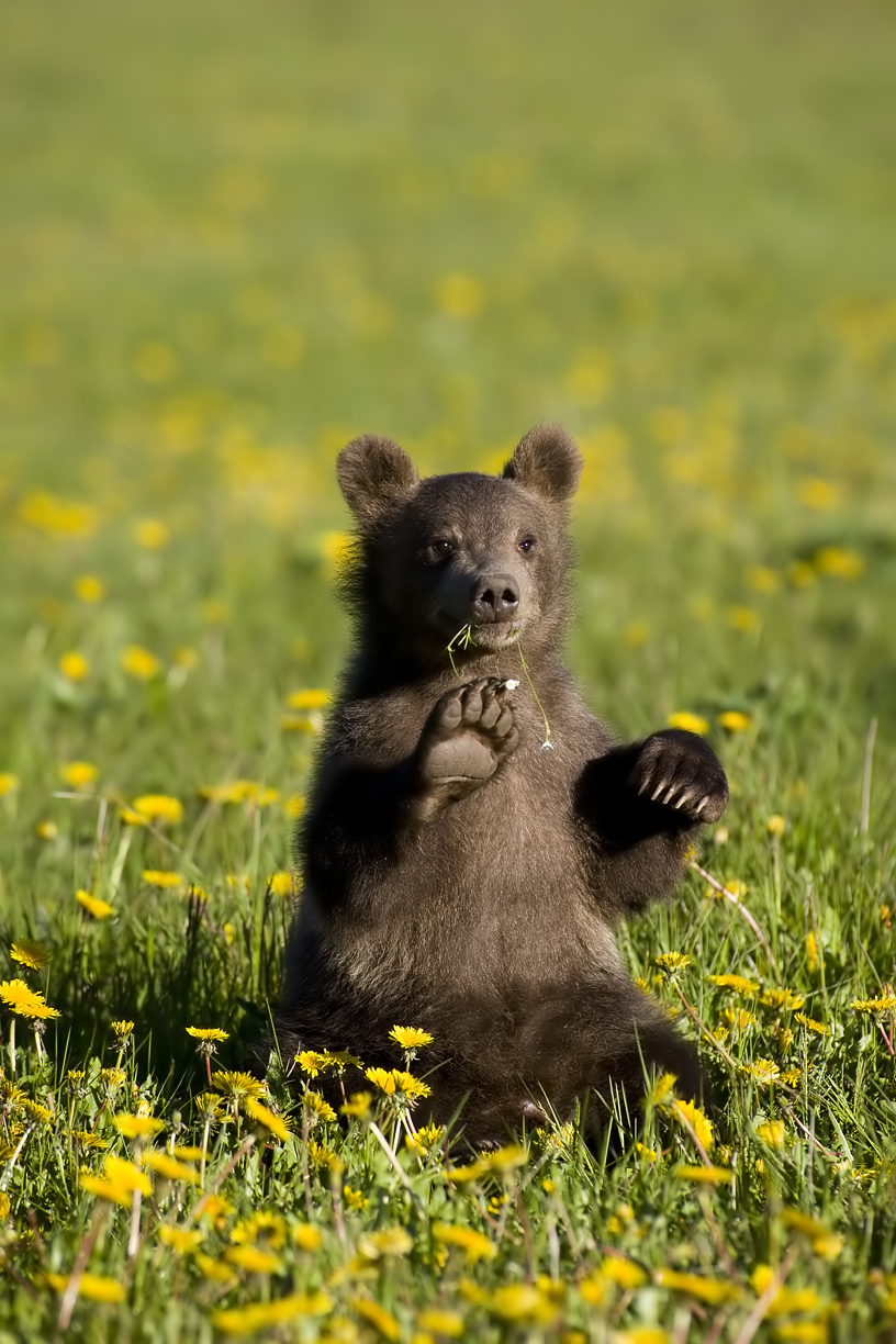 Brown Bear cub(s) in flowers, izembe wildlife refuge Cold Bay